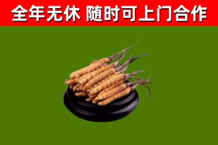 巴彦烟酒回收冬虫夏草.jpg
